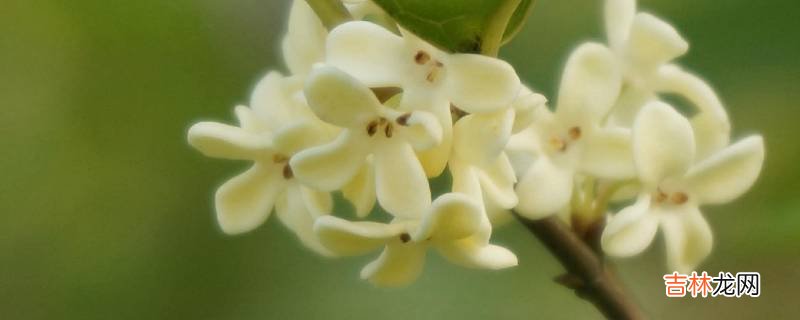 迟桂花的寓意是什么?