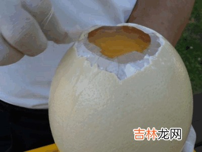 鸵鸟蛋怎么打开?