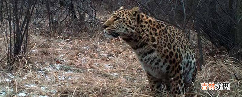 华北豹怎么分雌雄?