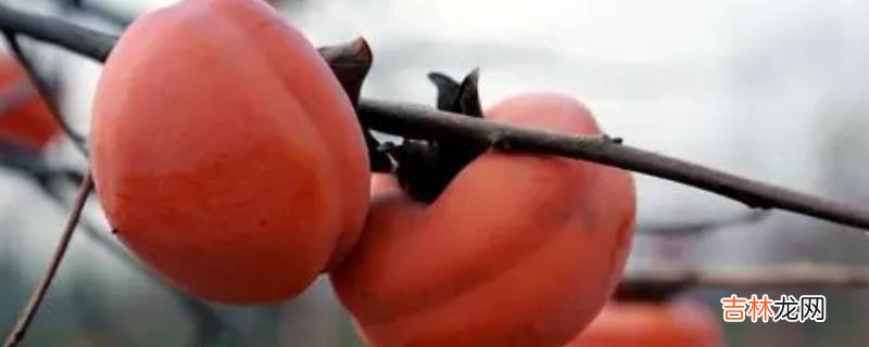 磨盤柿子産地哪裏?