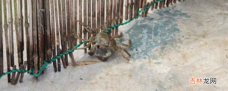 簖蟹是什麽螃蟹?