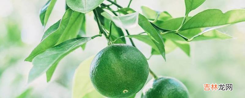 青橘子是热性还是凉性的?