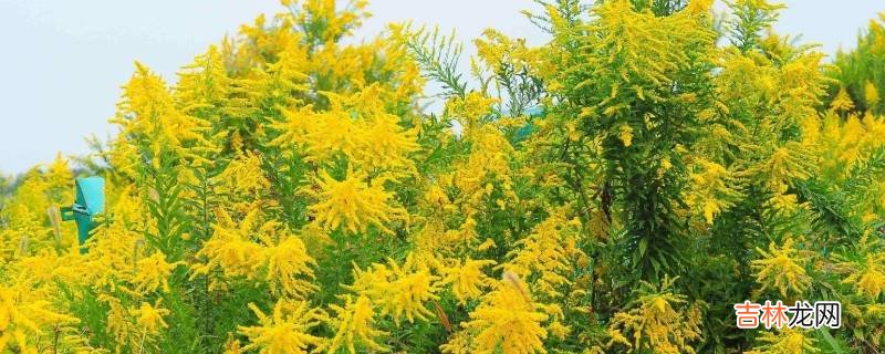 什么是加拿大一枝黄花?