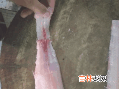 草鱼怎么切鱼片?