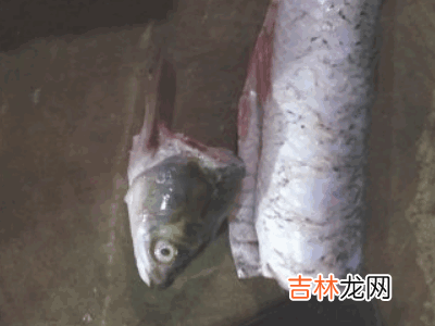 草鱼怎么切鱼片?