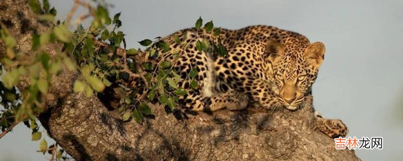 雌豹和雄豹的区别?