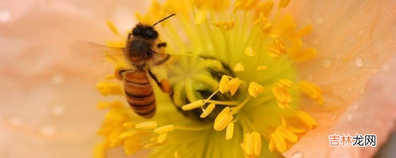 花粉里面有什么?