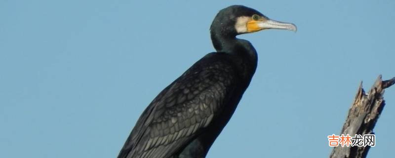 抓鱼的鸟叫什么?