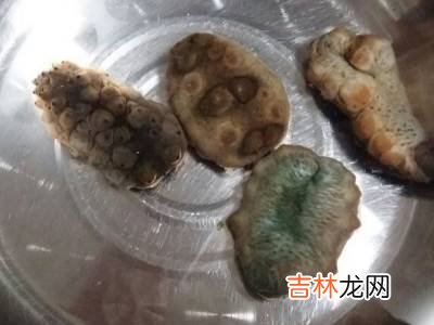 活海参怎么处理和保存?