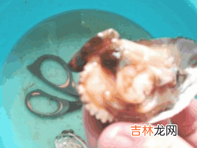怎么清洗鲍鱼?