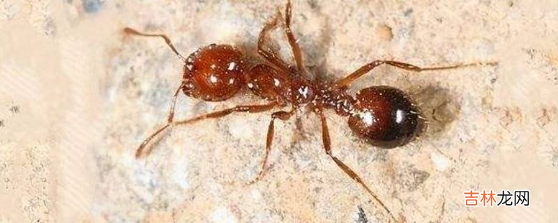 蚂蚁会咬人吗?