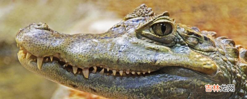 鳄鱼在水里能呆多久?
