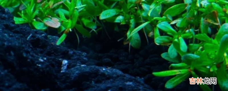 水草泥是什么东西?