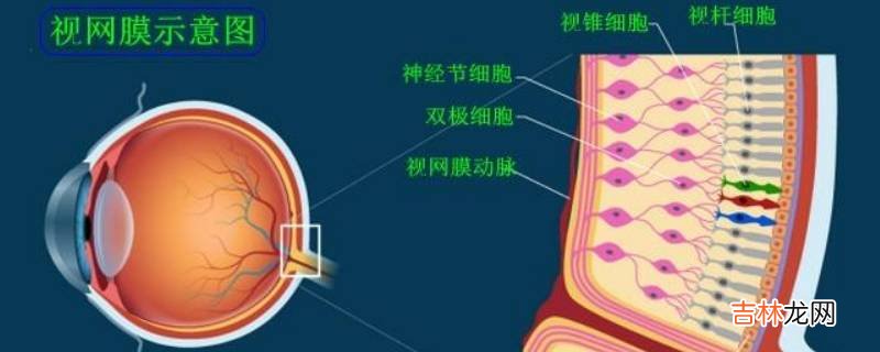 可以把光反射回什么达到收集光线的作用?