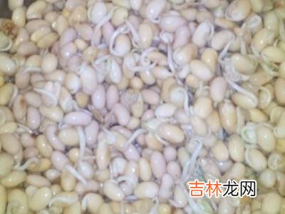 怎么发黄豆芽?