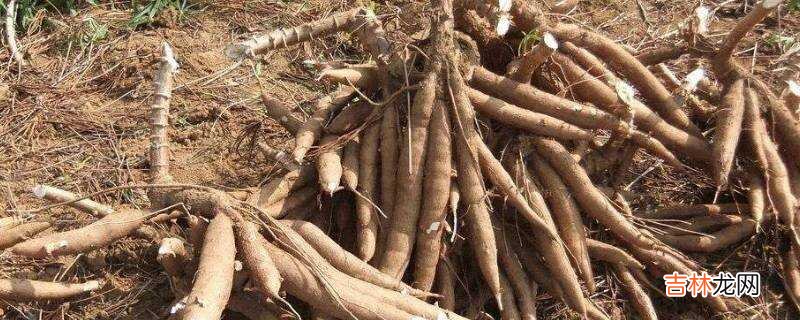 木薯是不是红薯?