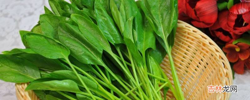 叶菜是什么菜?