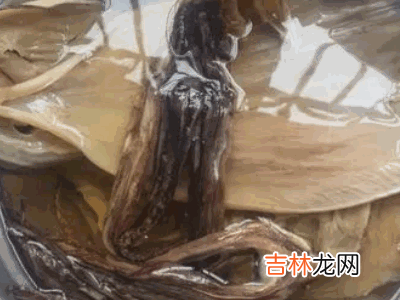 怎样泡发干鱿鱼?
