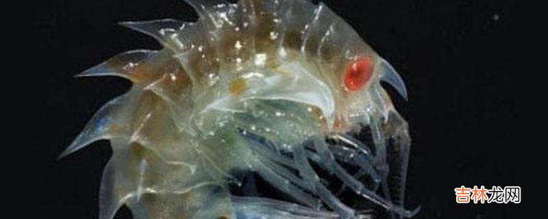 沙蚤是什么东西?