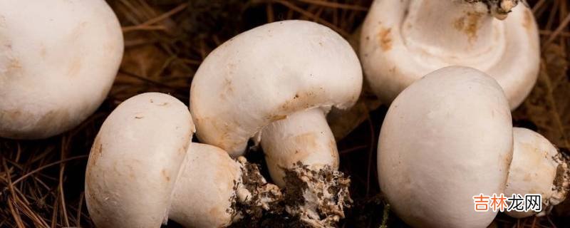 白色的蘑菇叫什么?