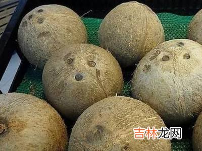 无工具开椰子技巧?