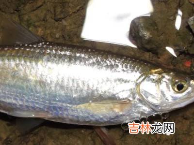 水里的小鱼是什么?