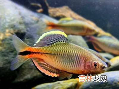 水里的小鱼是什么?