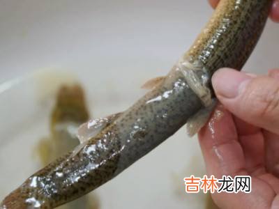 水里的小鱼是什么?