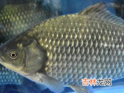 水里的小鱼是什么?