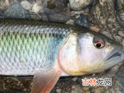 水里的小鱼是什么?