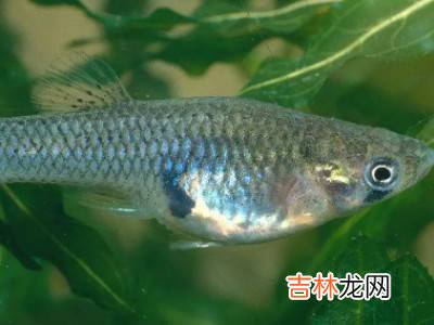 水里的小鱼是什么?