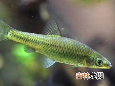 水里的小鱼是什么?