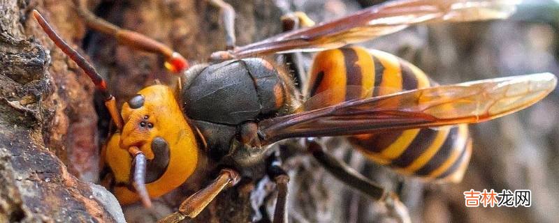 冬天马蜂窝里有马蜂吗?