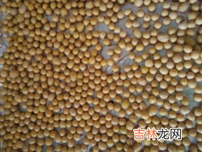 农村冬天捂臭豆子是怎样捂的?