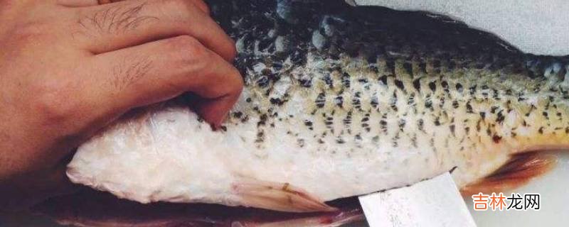 为什么鱼杀了不能清洗?