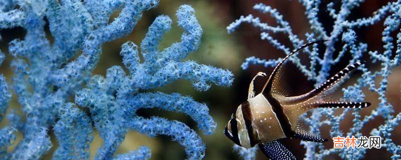 海树是什么意思?