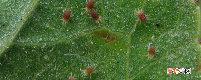 特别小的红色的小蜘蛛是什么?