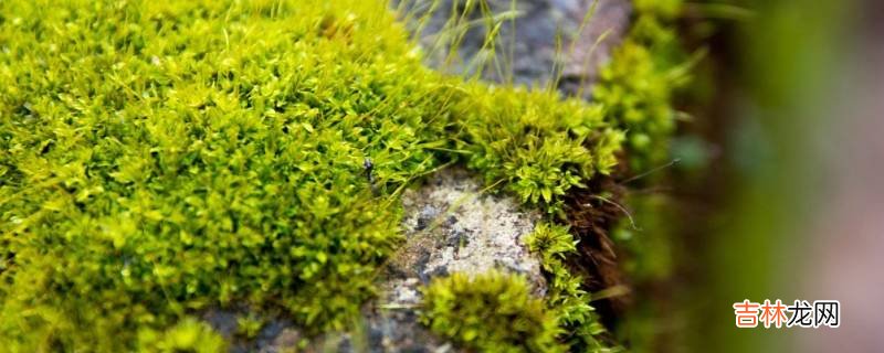 水泥地上的青苔怎么处理?