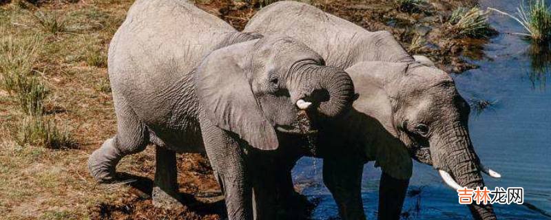 大象是什么科动物?