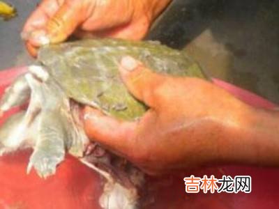 水鱼怎么杀?