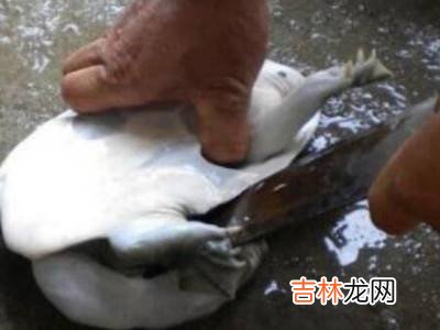 水鱼怎么杀?