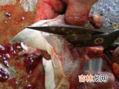 水鱼怎么杀?
