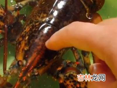 波士顿龙虾保存方法?