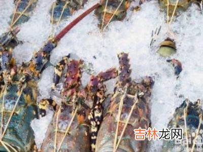 波龙如何存放?