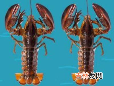 波龙如何存放?