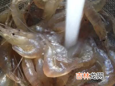 小白虾怎么保存才新鲜?