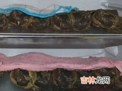 活螃蟹如何保存一周?