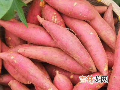 蜜薯怎么保存时间长?