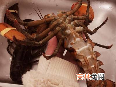 波士顿龙虾活的怎么保存?
