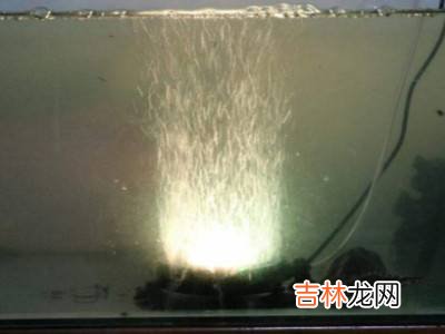 波士顿龙虾活的怎么保存?